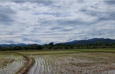 ขายที่นาแปลงสวยมีถนนเข้าออก วิวเขาวิวทุ่งนา โฉนดน้ำดีดินดี ที่ตั้ง ต.บ้านเป้า อ.แม่แตง จ.เชียงใหม่