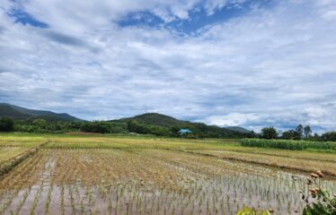 ขายที่นาแปลงสวยมีถนนเข้าออก วิวเขาวิวทุ่งนา โฉนดน้ำดีดินดี ที่ตั้ง ต.บ้านเป้า อ.แม่แตง จ.เชียงใหม่