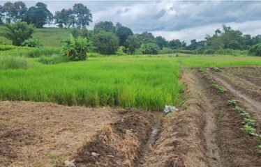 ขายที่ดินติดน้ำแม่ริม หน้ากว้าง มีวิวเขา ที่ตั้ง ต.สะลวง อ.แม่ริม จ.เชียงใหม่