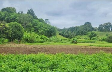 ขายที่ดินติดน้ำแม่ริม หน้ากว้าง มีวิวเขา ที่ตั้ง ต.สะลวง อ.แม่ริม จ.เชียงใหม่